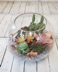 療癒款多肉玻璃圓缸造景Succulents in Fishbowl